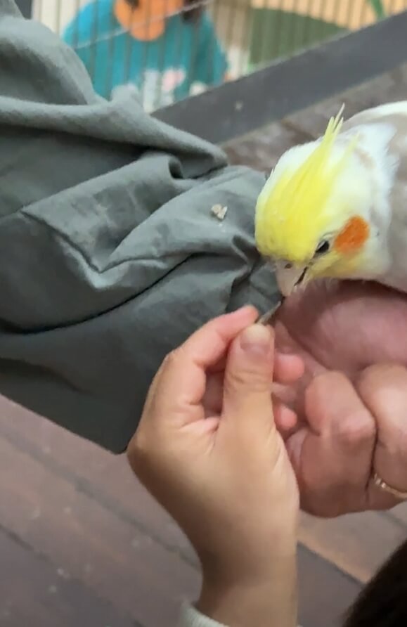 오산버드파크_아이와 앵무새 모이주기 