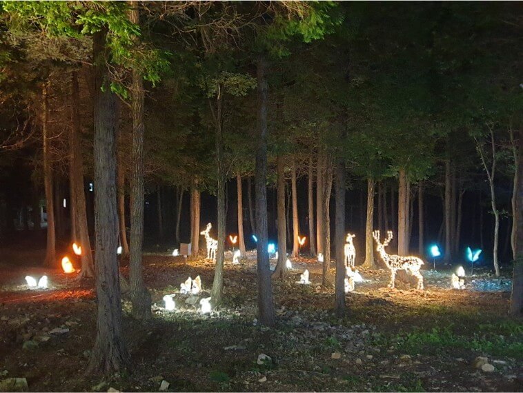 남해 편백자연휴양림 야경사진