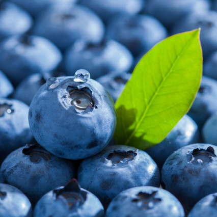 블루베리 효능 부작용