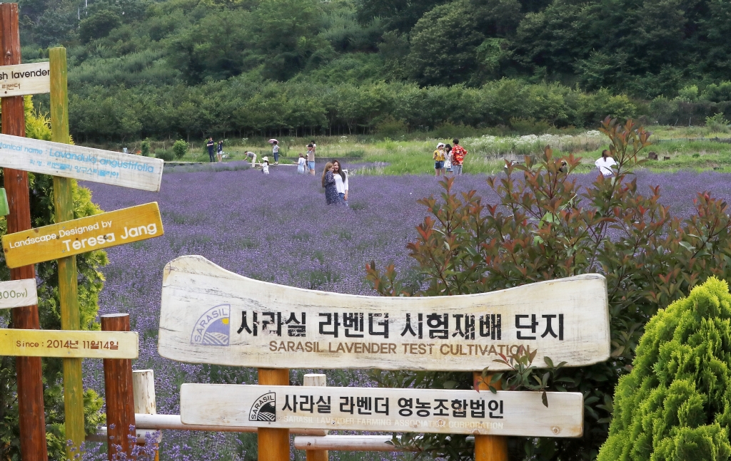 광양 가볼만한곳 - 사라실라벤더시험재배단지