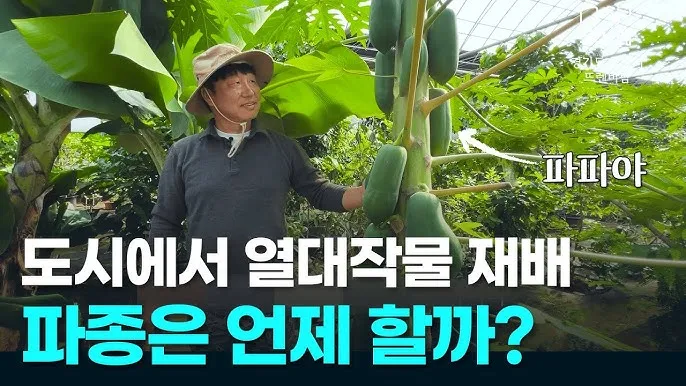 수수 재배 이삭 관리 쓰러짐 방지 건조 수확_8