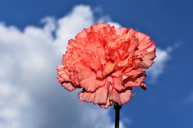 카네이션-한송이