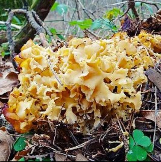 셀로비스 요사민 성분 꽃송이 버섯