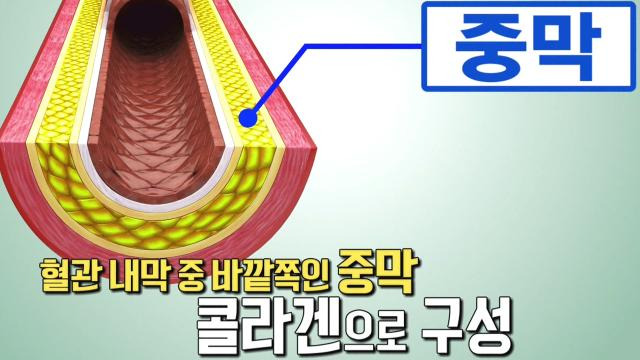 콜라겐-뇌혈관-심혈관-관절-건강-효과-감소-원인