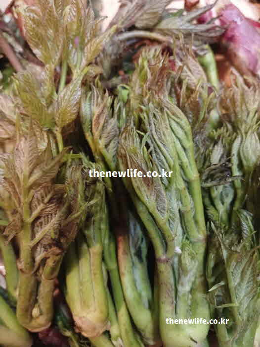 두릅 효능 영양성분 퀘르세틴