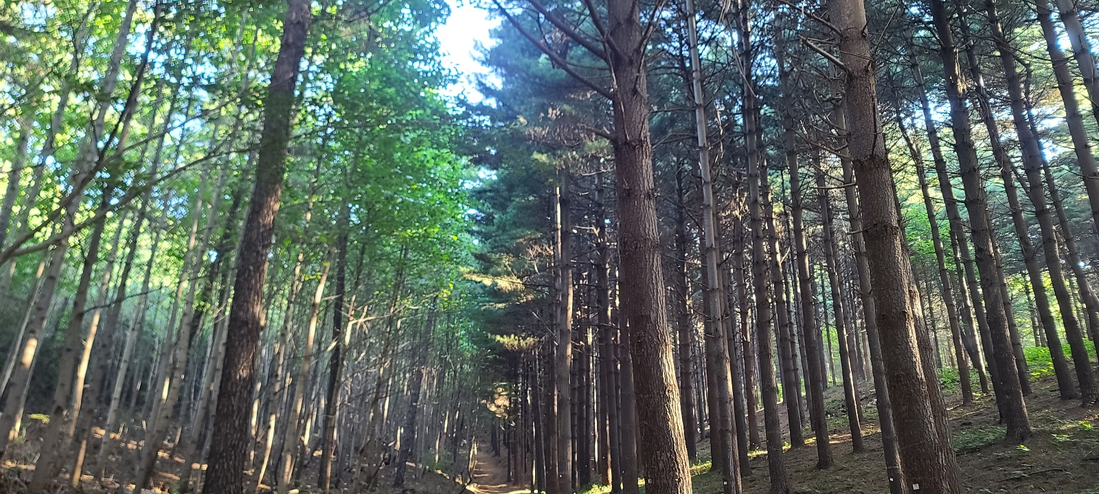 수리산 도립공원 소나뮤숲