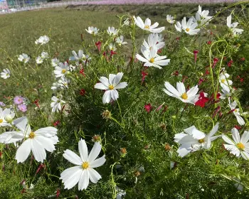 하동 북천 코스모스 메밀꽃 축제_31