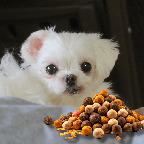 사료를 보고 있는 강아지