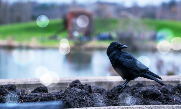 흙위에-서있는-까마귀