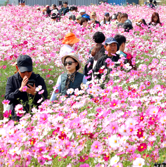 구리 코스모스축제