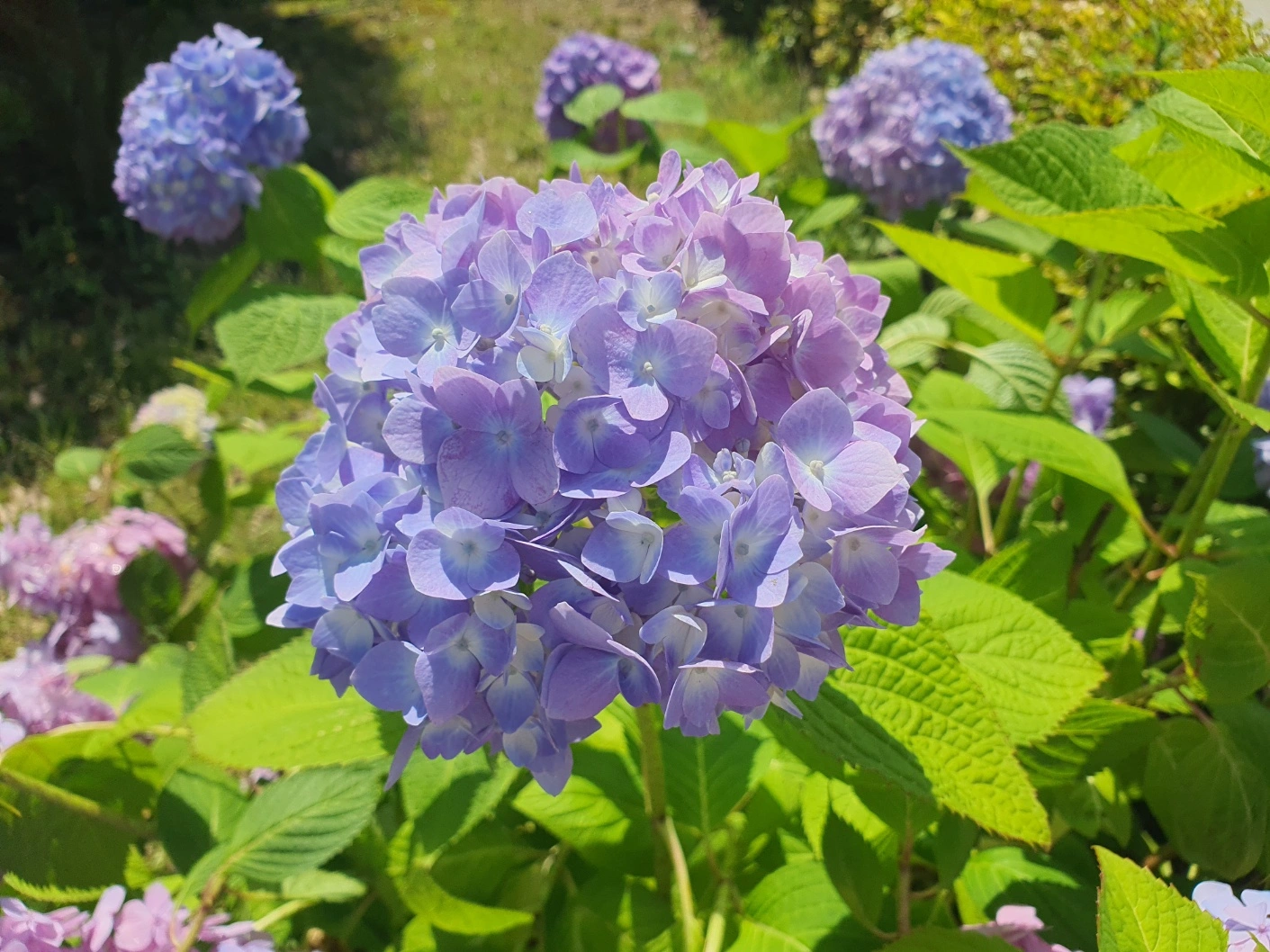 장생포 수국축제에서 여름을 만끽하다! 울산 고래문화마을 수국 명소 추천