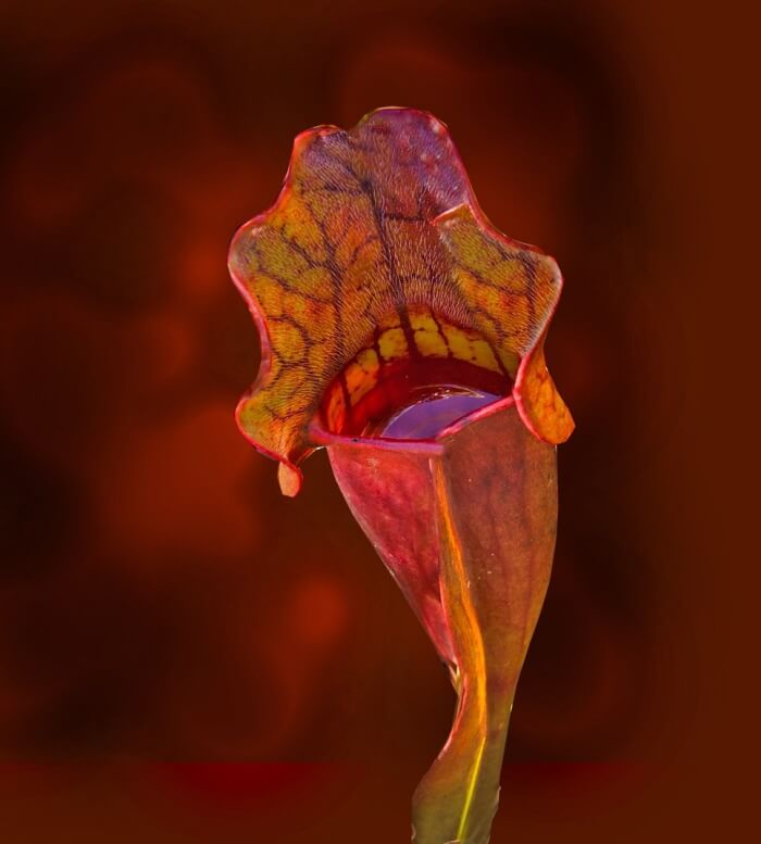 사라세니아 푸푸레아