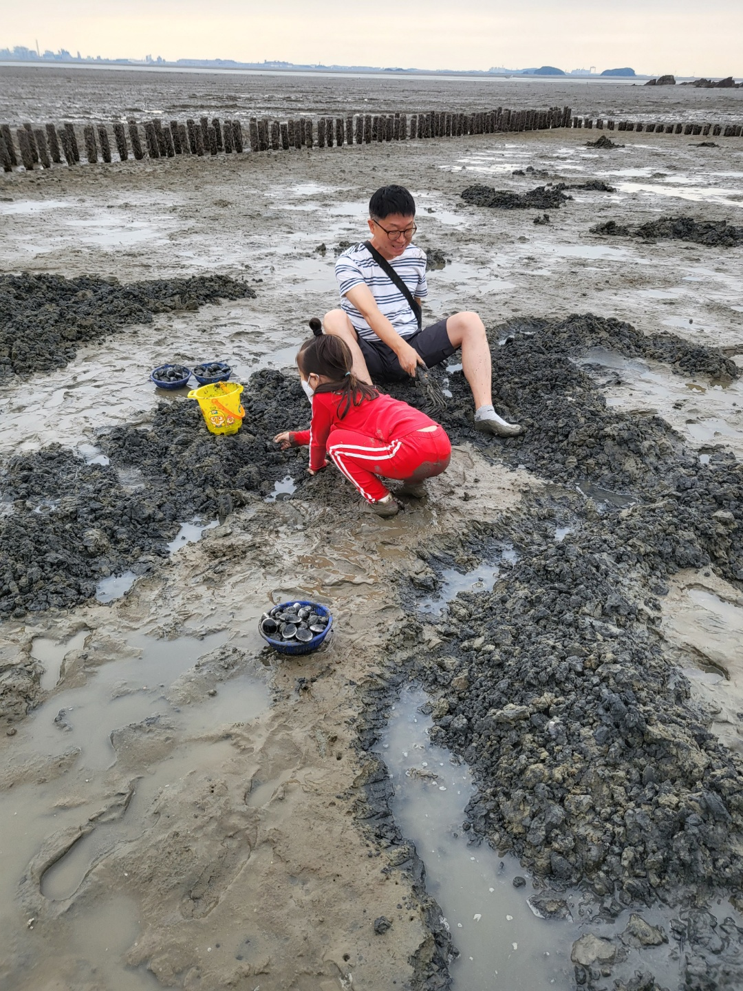 서천 갯벌체험, 모시조개 캐기 (서천송림갯벌체험장)