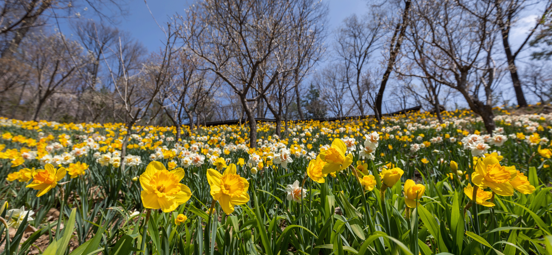 화담숲 개장 관련 사진