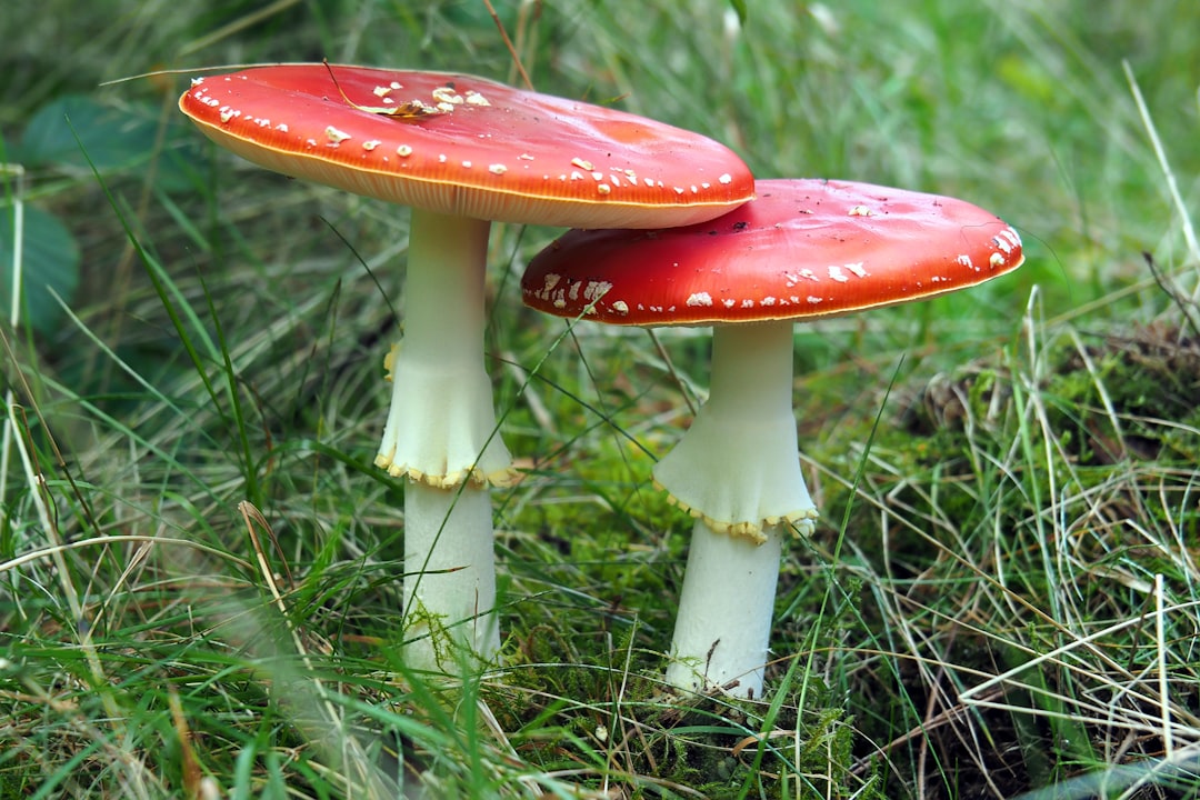 Mushroom