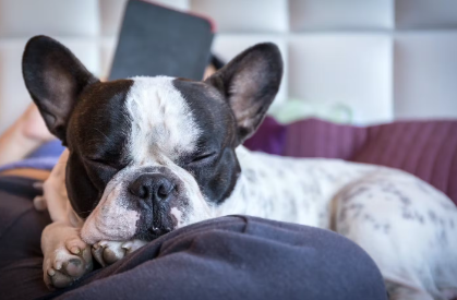 애견이 발밑에서 자는 이유