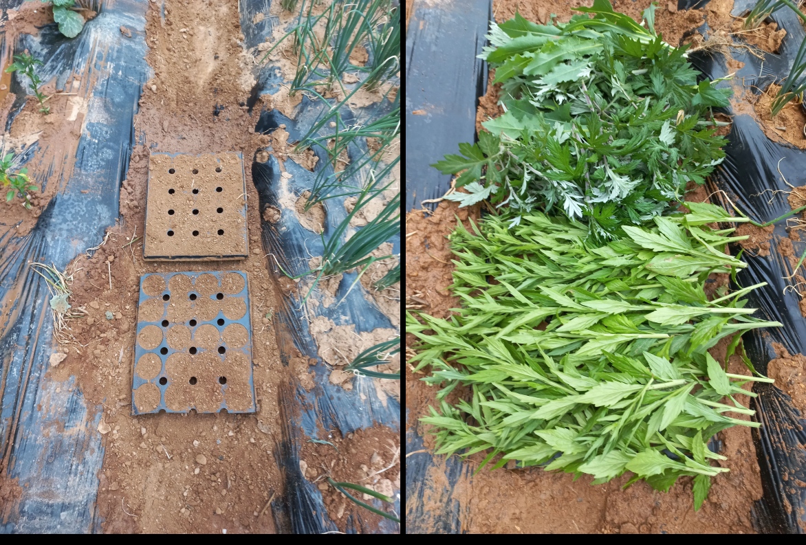 서리태심은 트레이 헛골에 놓고(좌), 풀 로 덮은 사진(우)
