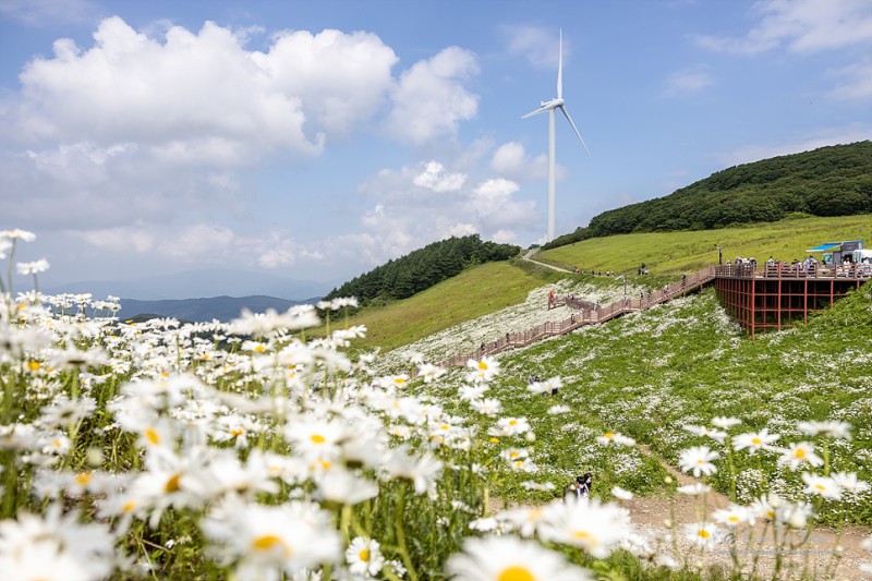 평창 가볼만한곳