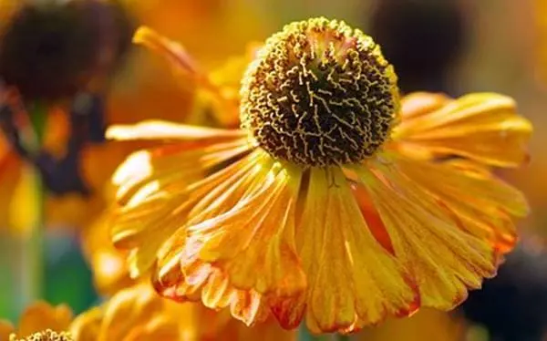 알레르기 비염 원인 꽃가루