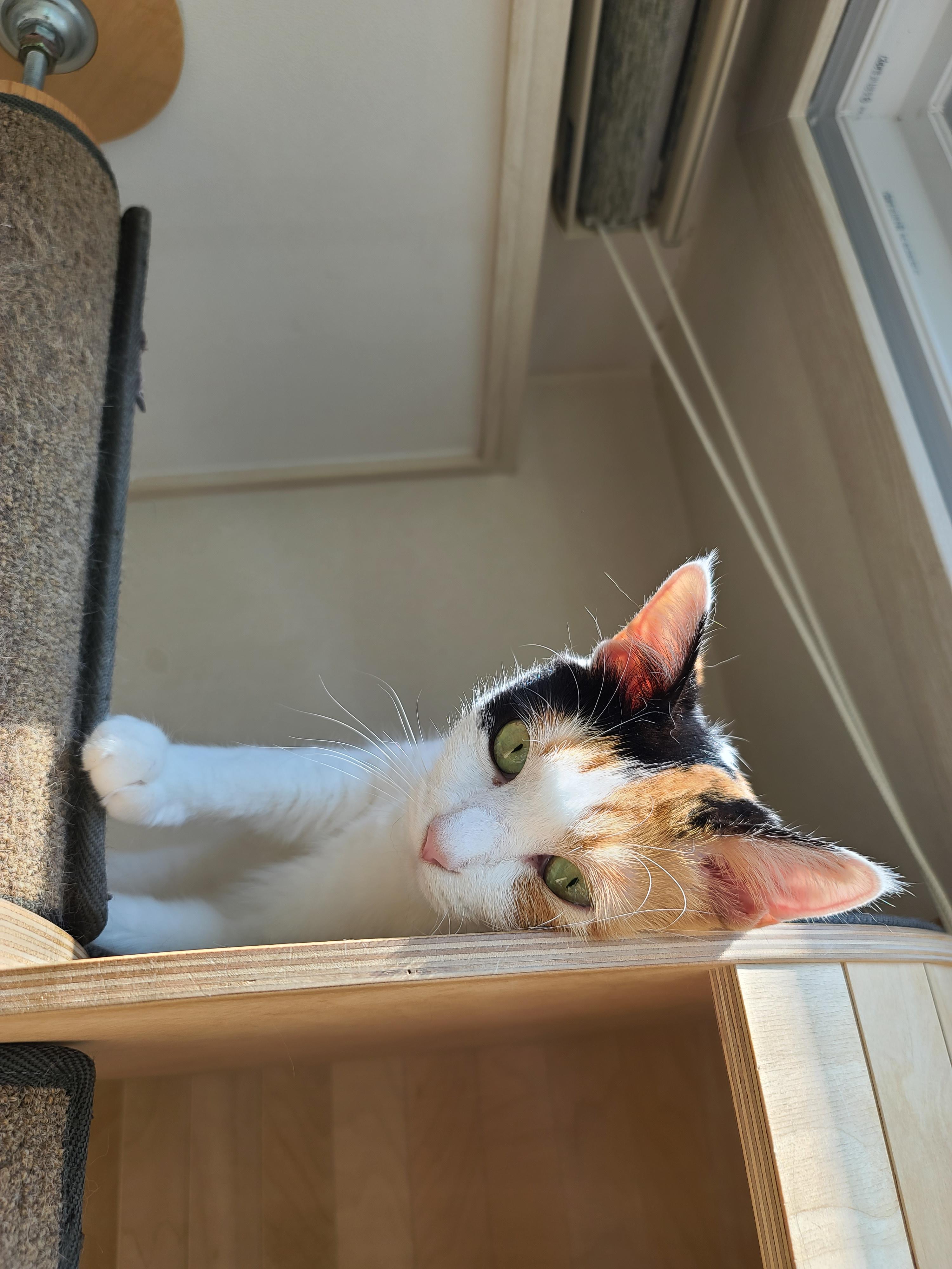 햇살받으면 기분업되는 고양이. 삼색이 고양이