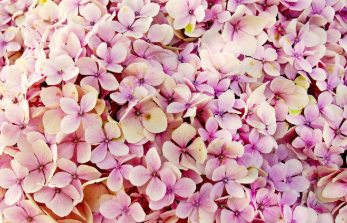 장생포 수국축제 최신 정보 15