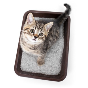 혈변을 하고 있는 고양이.