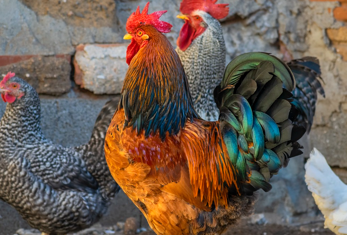 띠별 운세 11월 2일