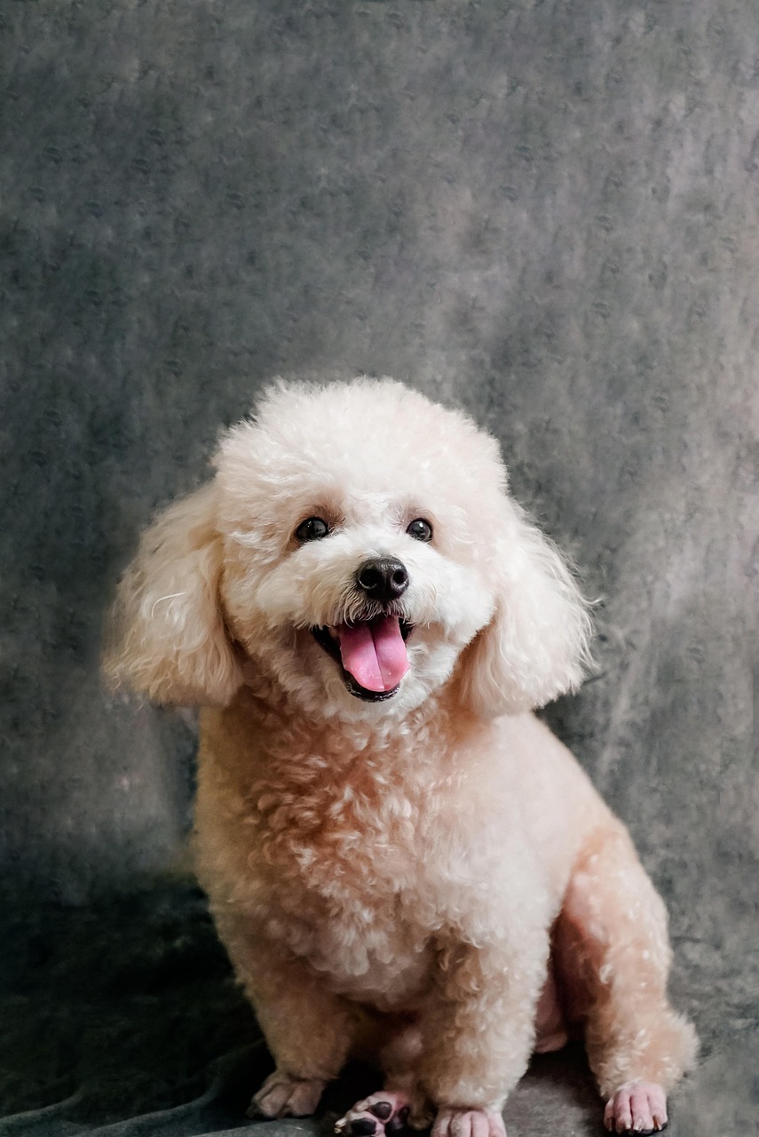 푸들 키우기