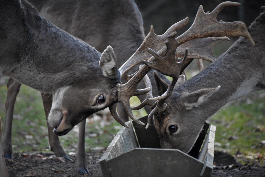 Deer antler