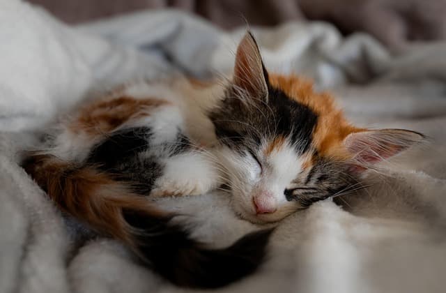 숙면을 위한 다크 샤워링(Dark Showering)