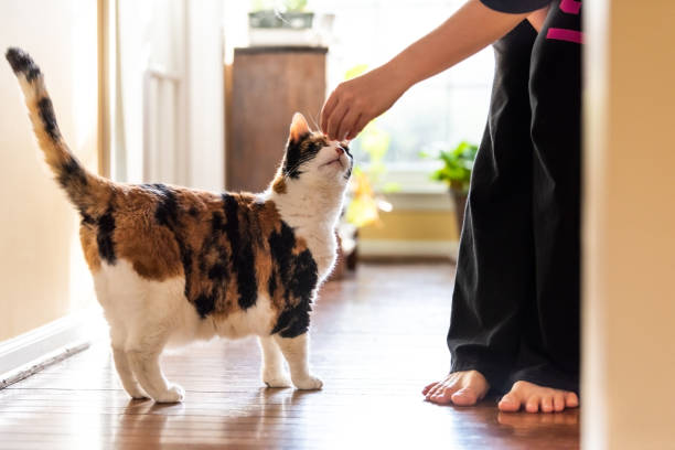 고양이 간식 급여 시 주의할 점