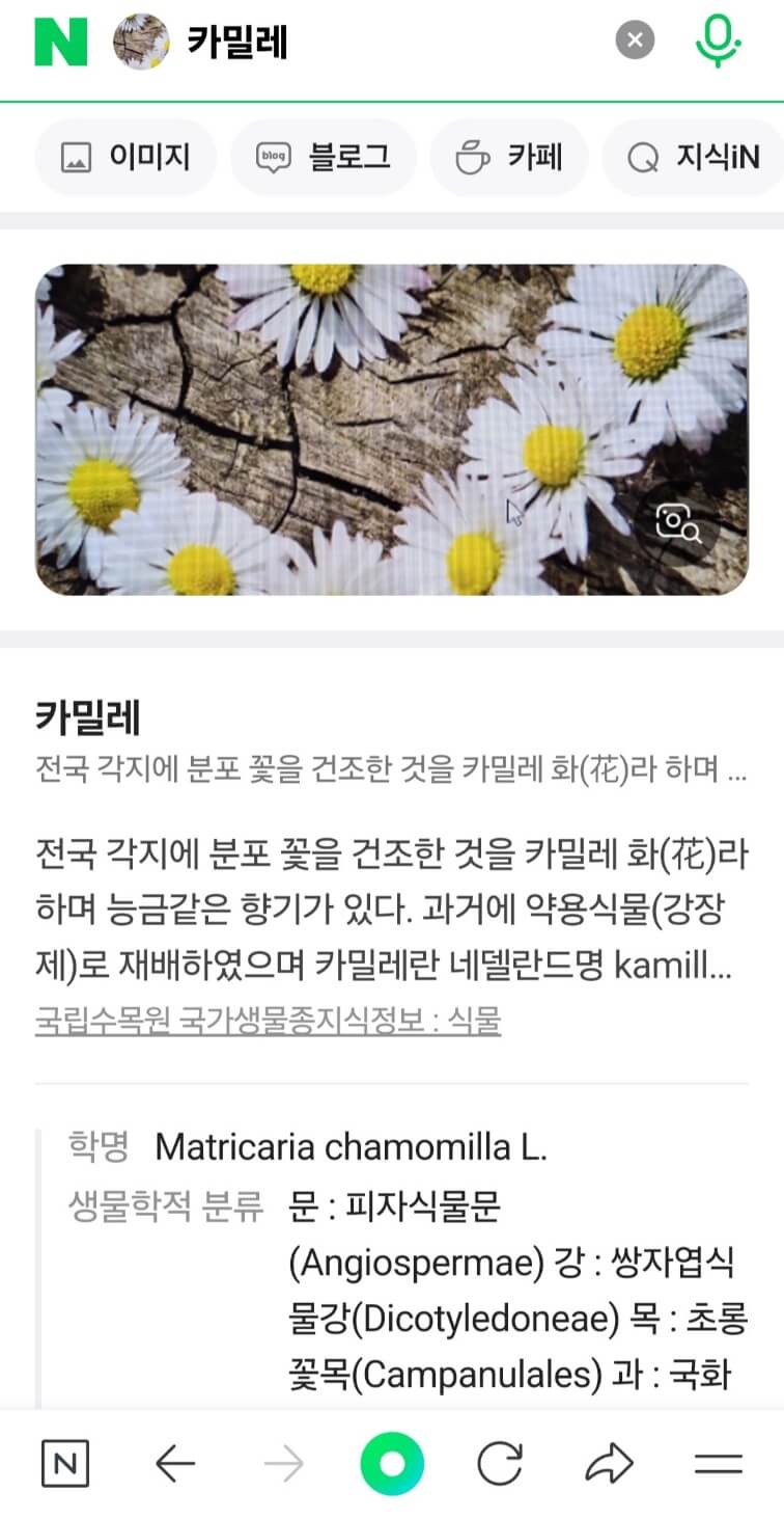 사진으로 식물, 꽃 이름 찾기