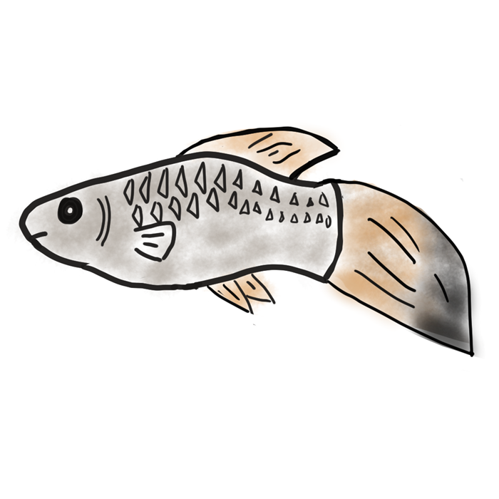 바늘꼬리병