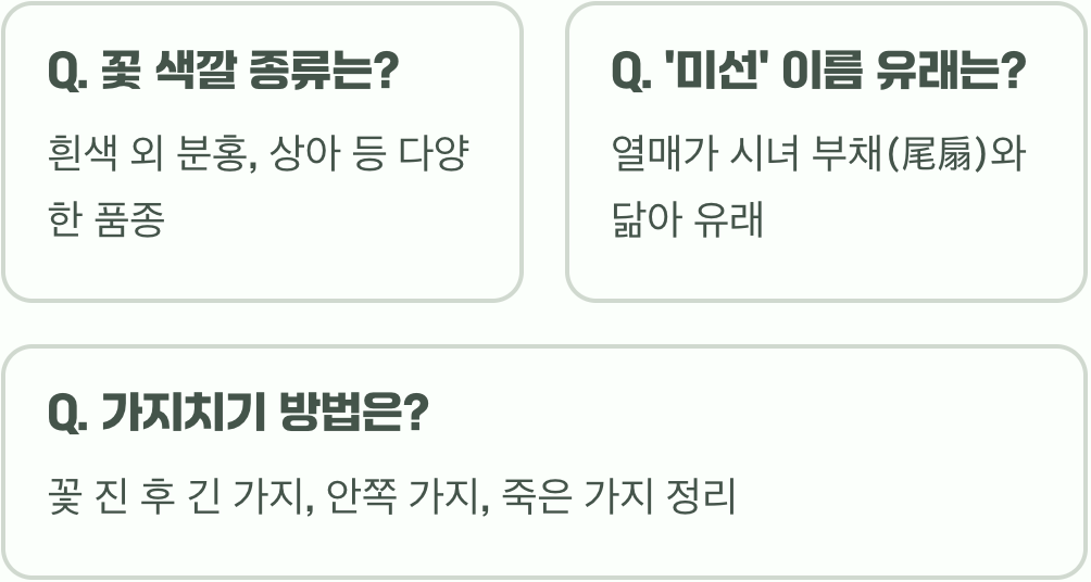 귀한 미선나무, 정원에서 키우기 A to Z