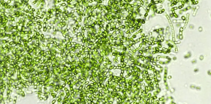 마이크로바이옴(Microbiome) 기반 치료제 개발 현황: 국내외 사례 비교와 시장 전망