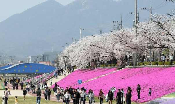 2025 벚꽃 개화시기