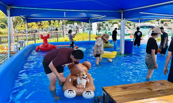 대전 강아지 물놀이장