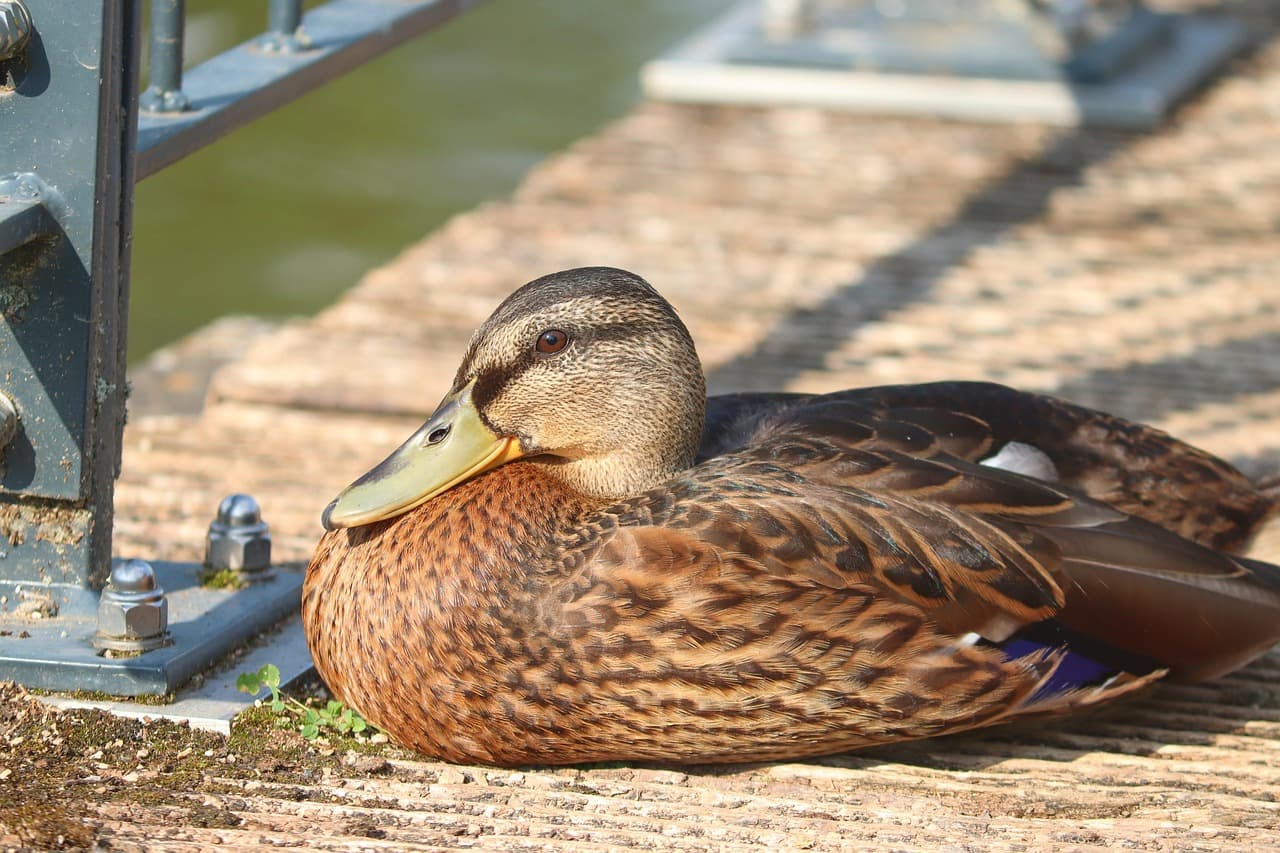 도시 하천 복원, 생물 다양성이 되살아나는 순간