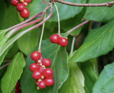 오미자 효능 부작용 먹는법 오미자차 만드는 방법 오미자청 총정리