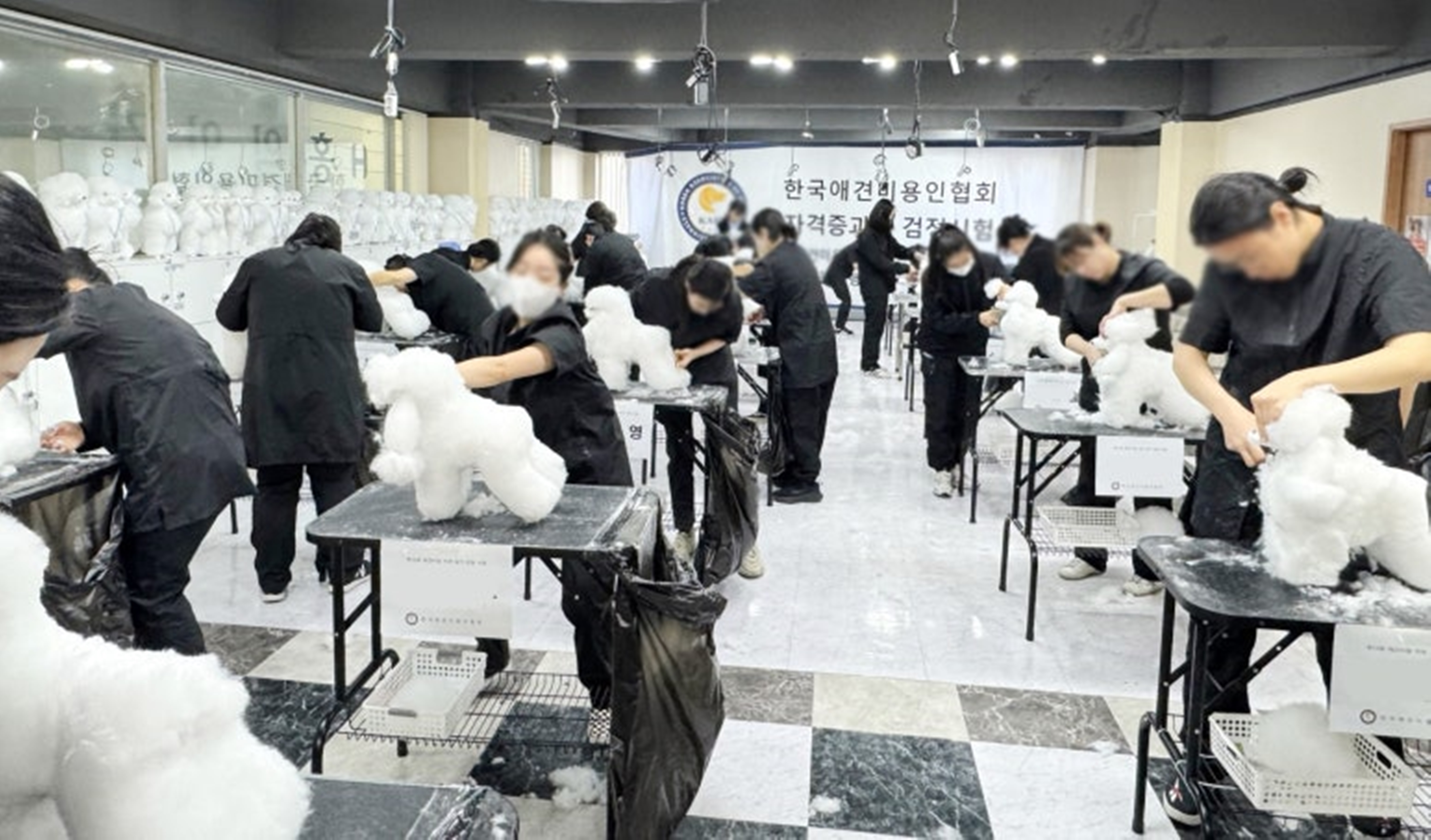 국비지원 애견미용 자격증 학원