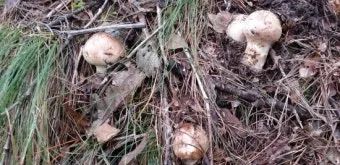 송이버섯 채취시기가격 정보를 확인_10