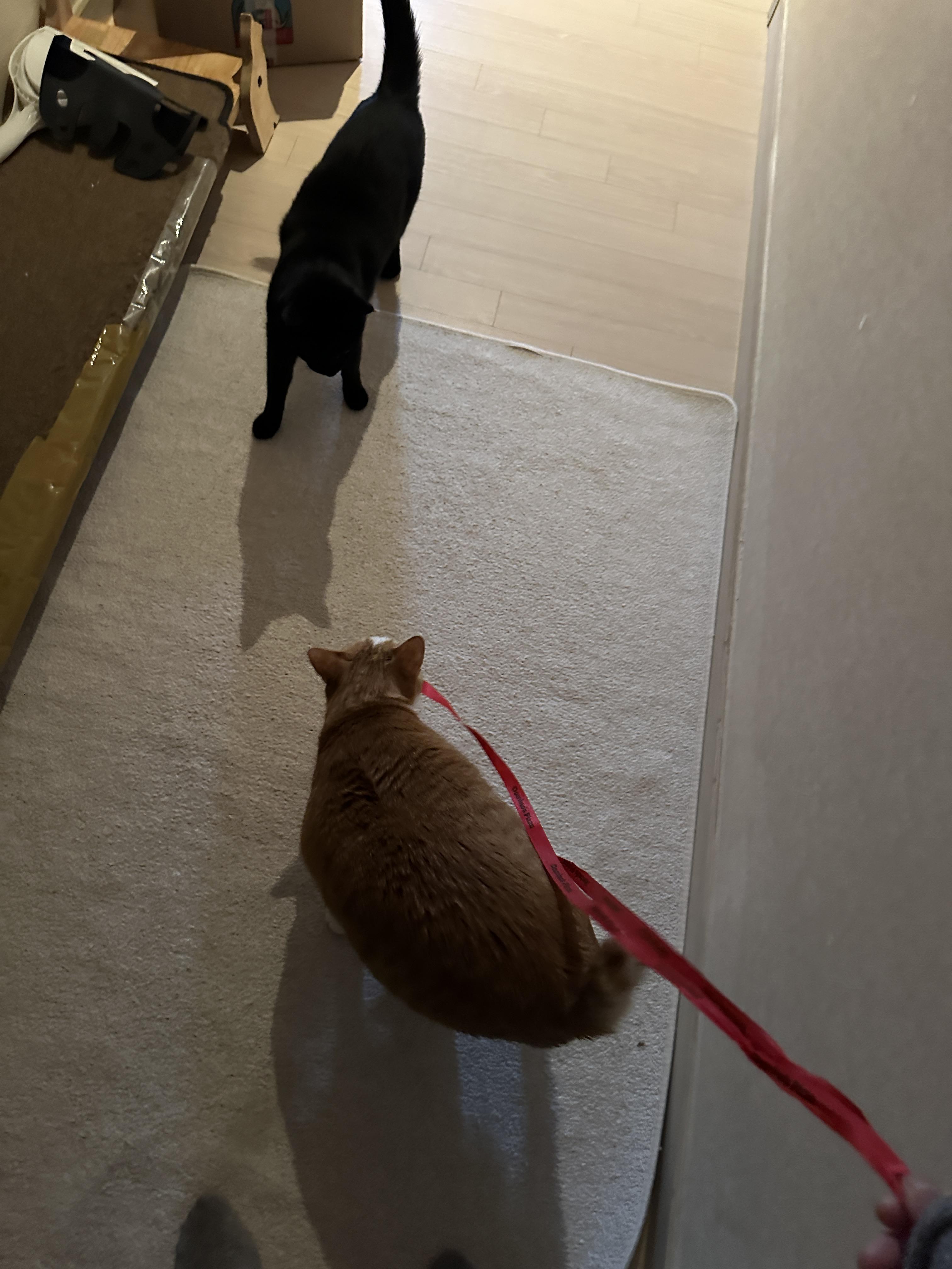 리본-끈-하나로-장난꾸러기로-변해-버린-호야-(feat.-많이-밝아진-다다)