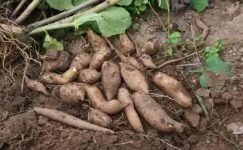 야콘 효능 및 영양성분, 먹는 방법