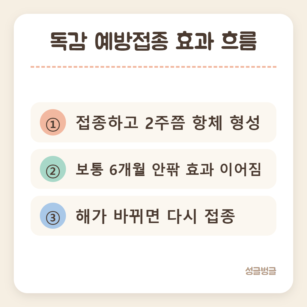 독감 예방접종 효과가 생기고 이어지는 흐름을 정리한 카드
