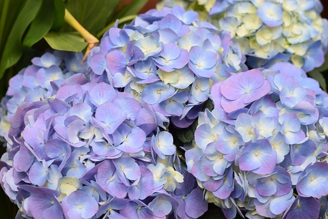 마노르블랑 수국축제