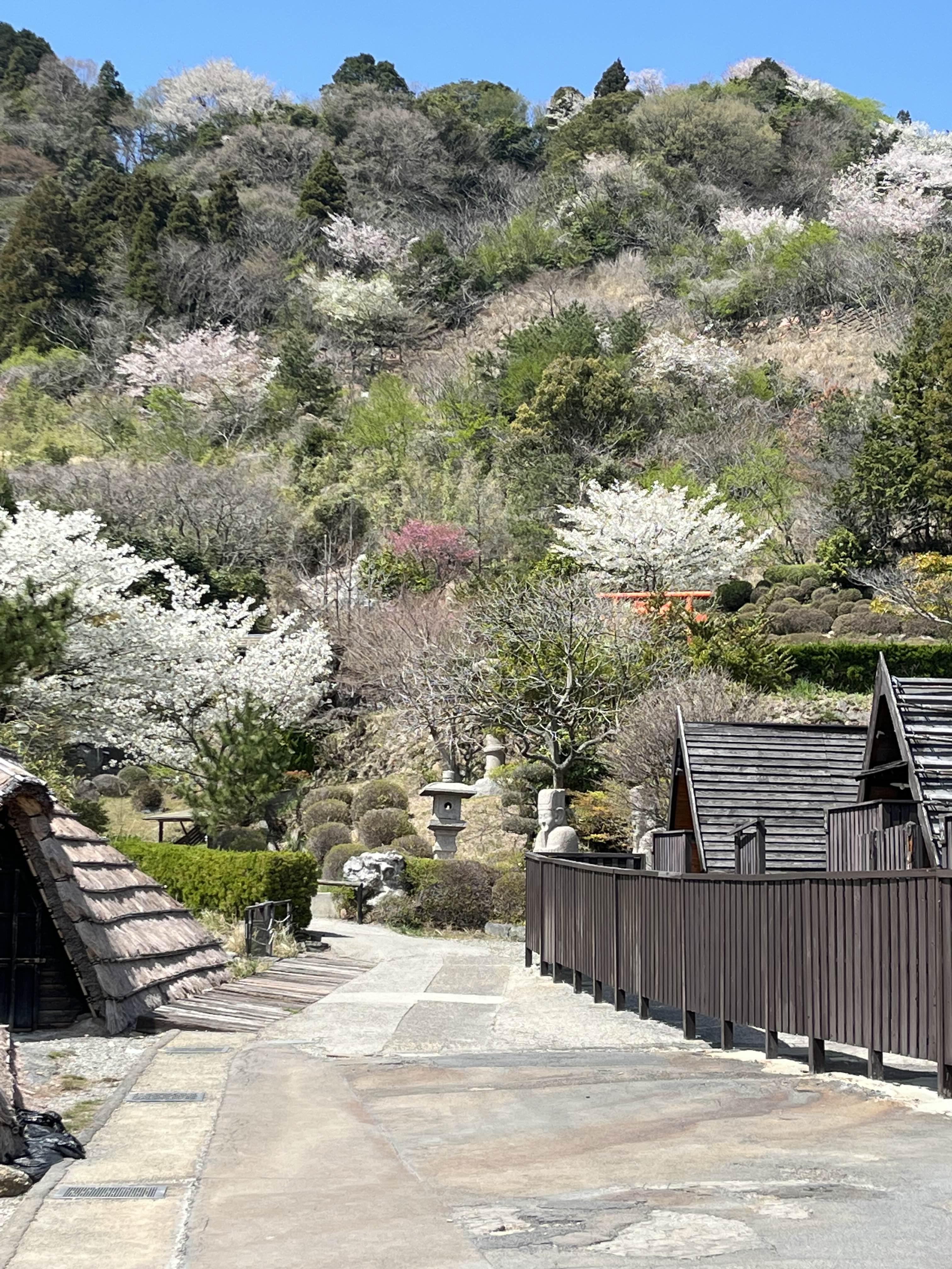 유황재배지
