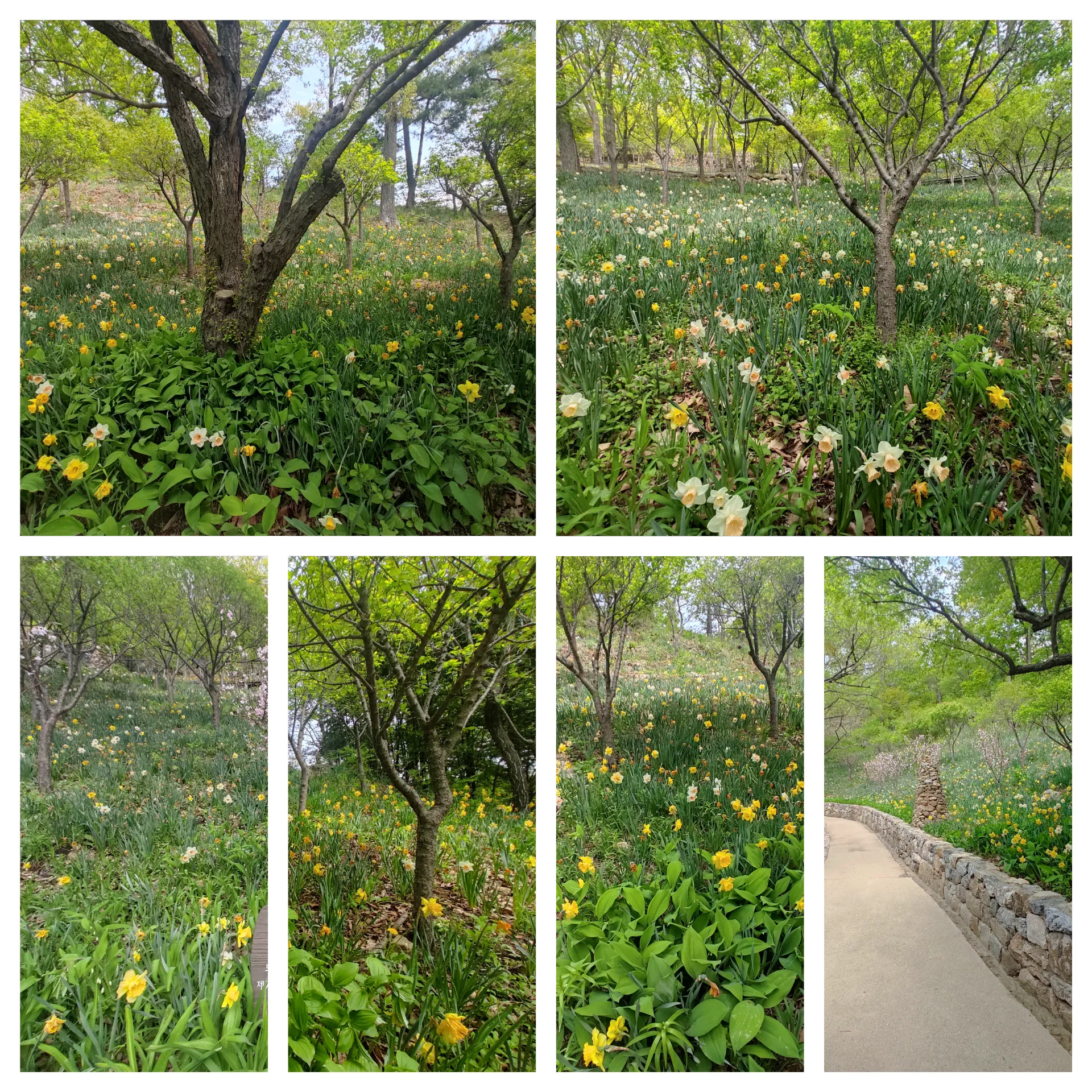 봄 화담숲