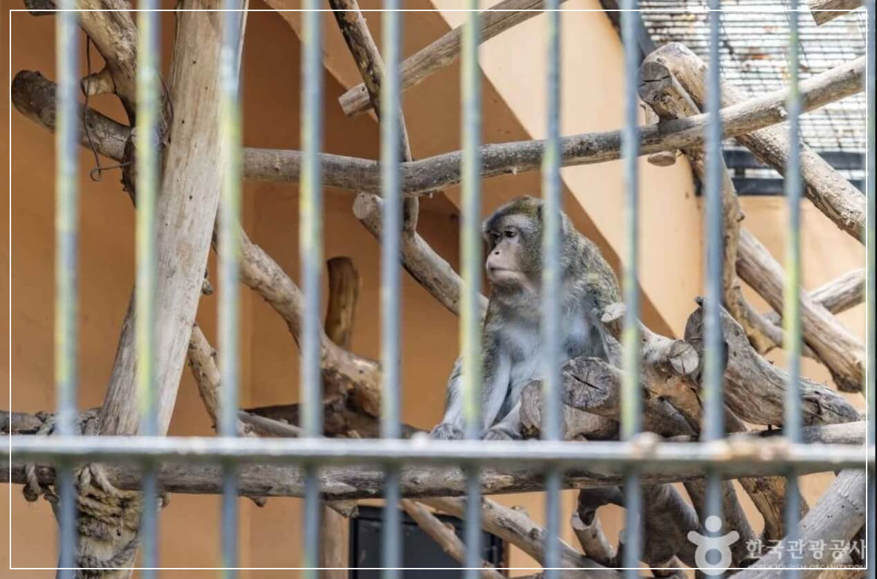 청주 가볼만한곳 베스트10 청주동물원