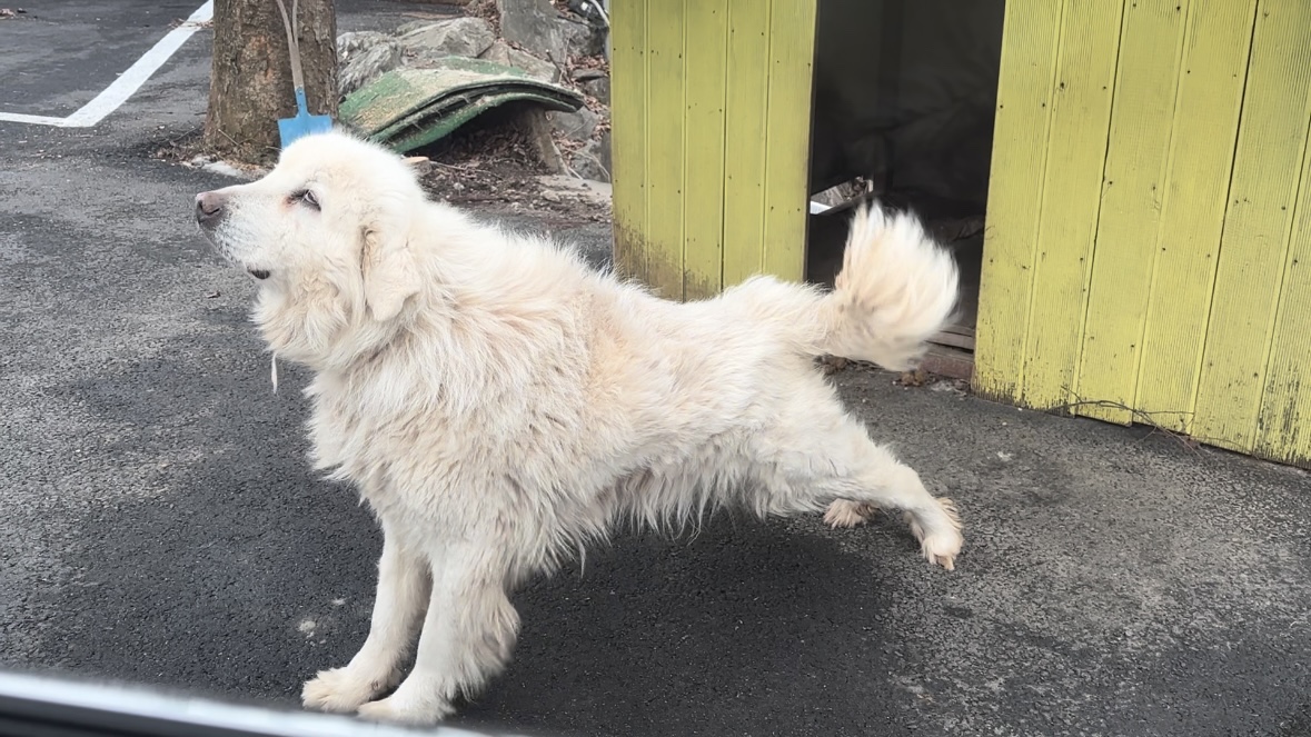 양주에서만난개