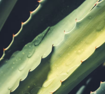 역류성식도염에 좋은 음식 영양제 식단